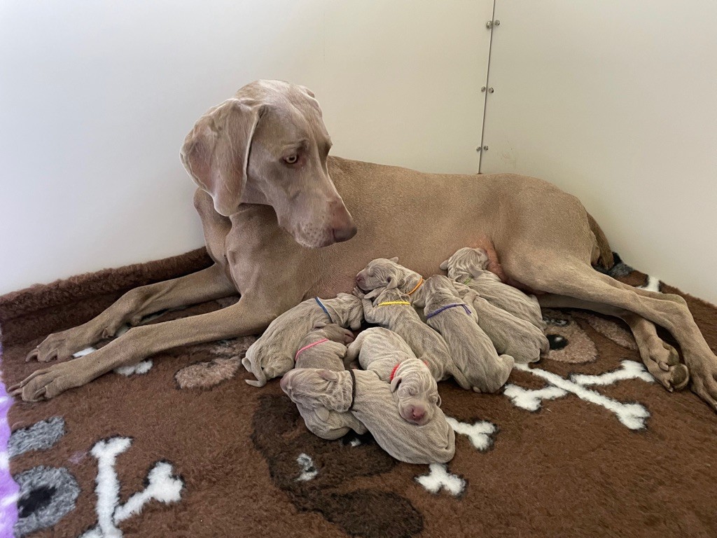 de la Vallee des Elfes Gris - Bienvenue aux 9 bébés de Morgan de Toi & Land and Freedom