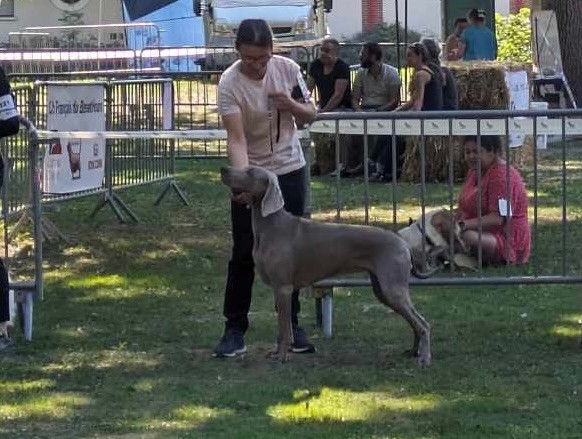 CH. Jch, jbis 3, ch take a chance on me de la Vallee des Elfes Gris