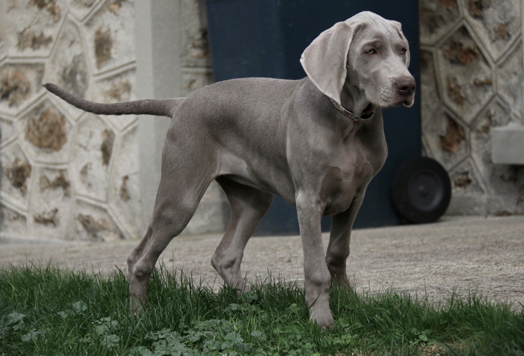 CH. Jch, jbis 3, ch take a chance on me de la Vallee des Elfes Gris