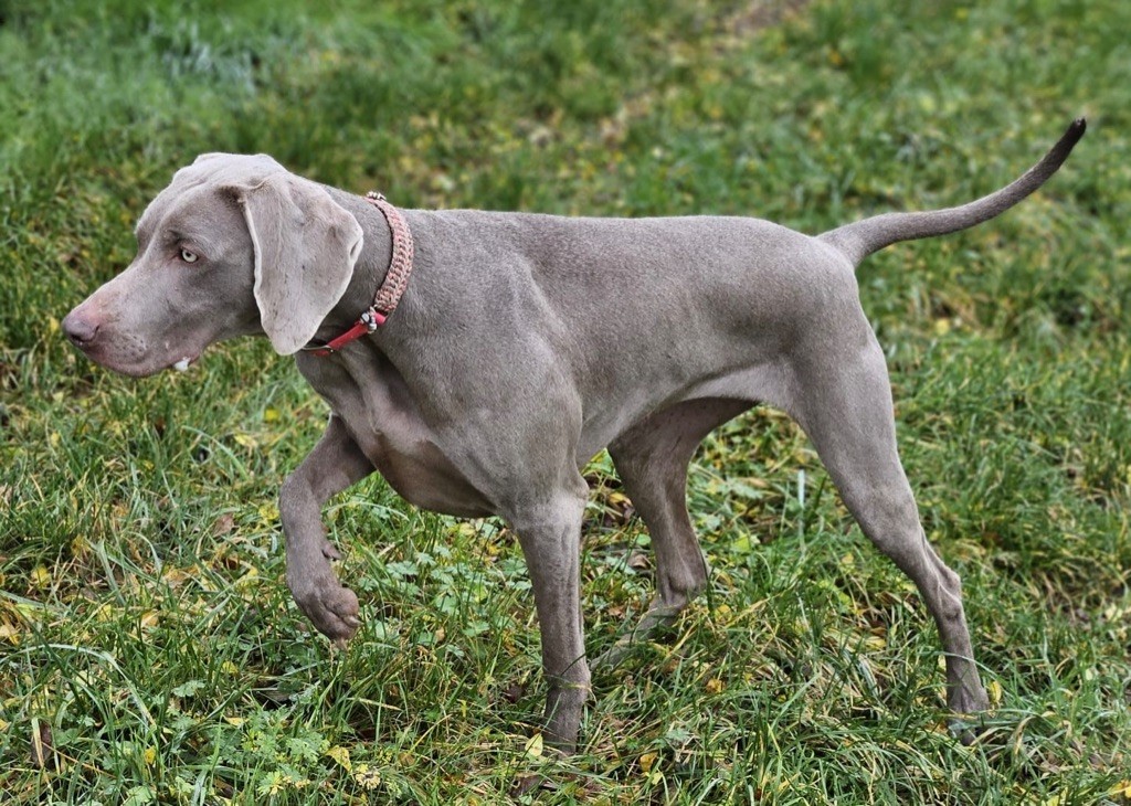 CH. Jch, jbis 3, ch take a chance on me de la Vallee des Elfes Gris