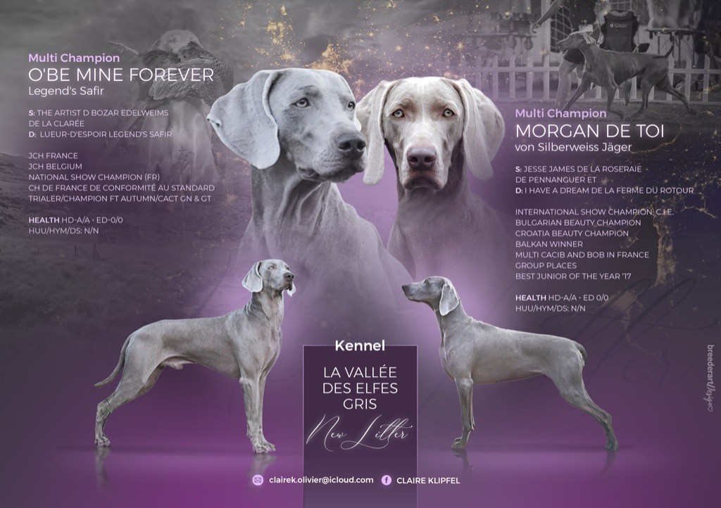 de la Vallee des Elfes Gris - Portée 2023 : un superbe Pedigree