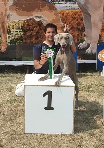 de la Vallee des Elfes Gris - Multi CH MORGAN DE TOI, Championne d'Albanie et CIE.