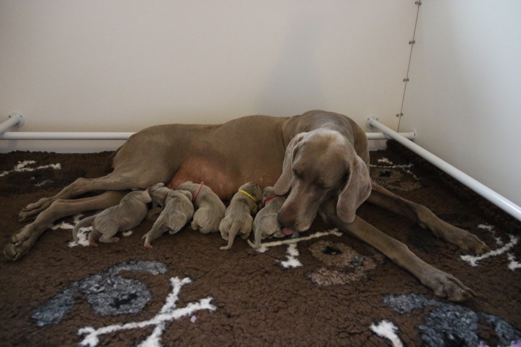 de la Vallee des Elfes Gris - Les chiots sont arrivés : 3 femelles et 2 mâles