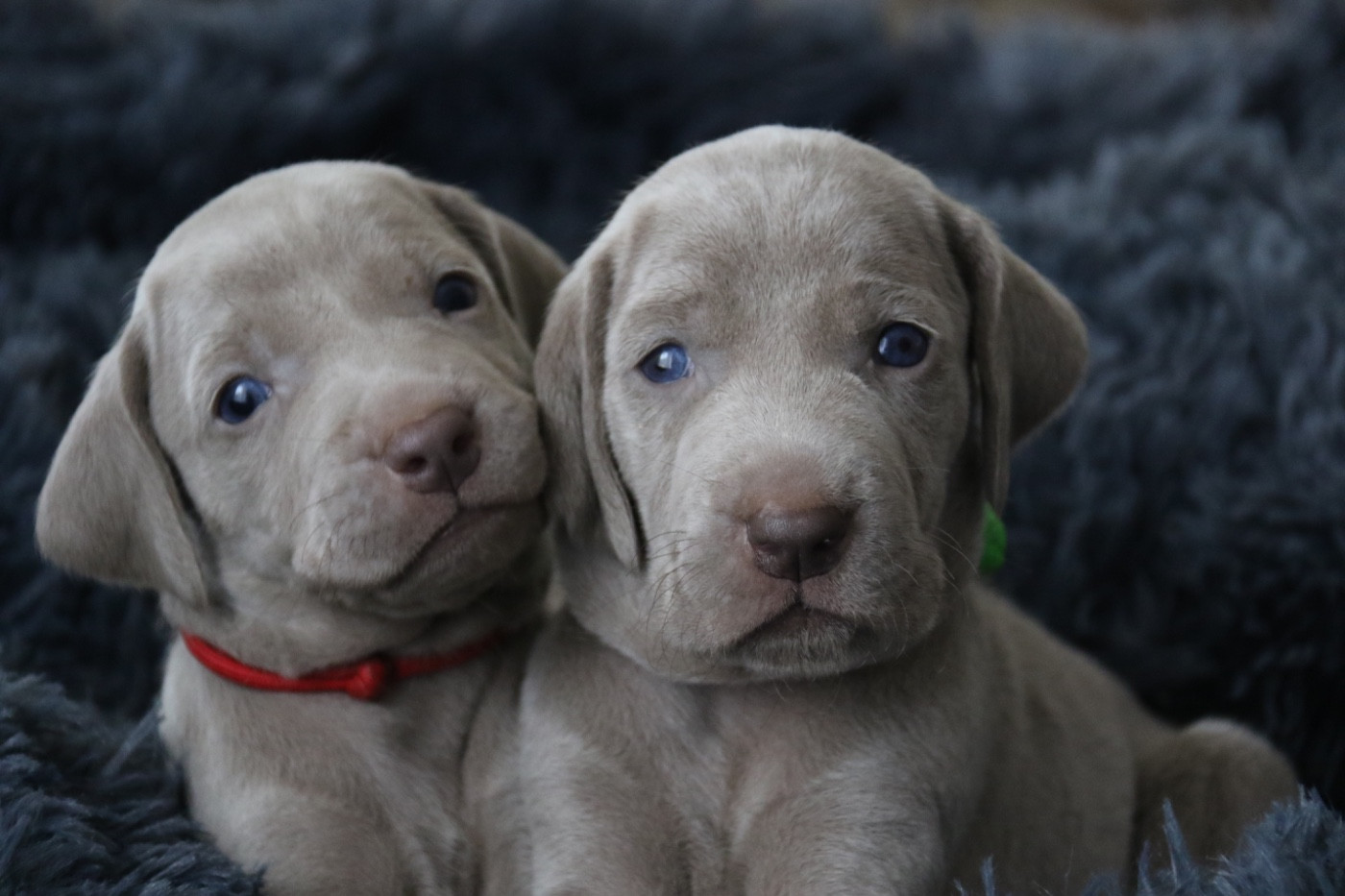 Litter "V" TAKE A CHANCE ON ME & LAND AND FREEDOM