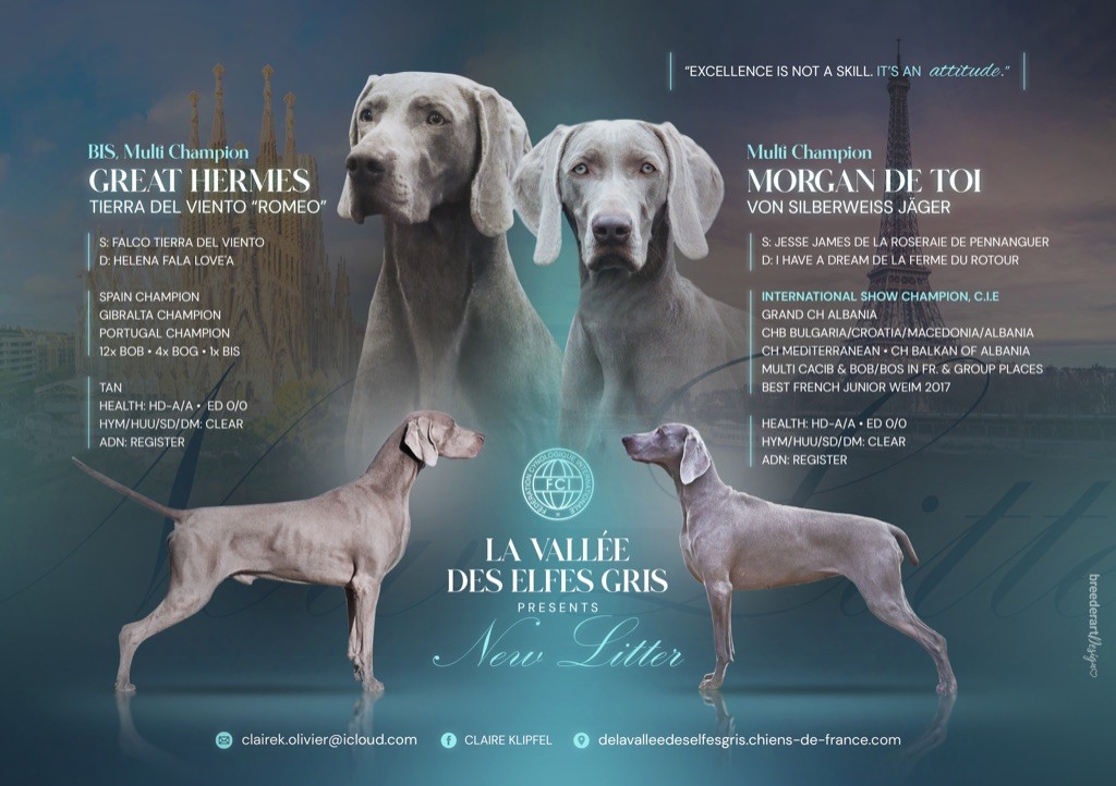 Litter "T" Morgan De Toi & Great Hermes Tierra Del Viento