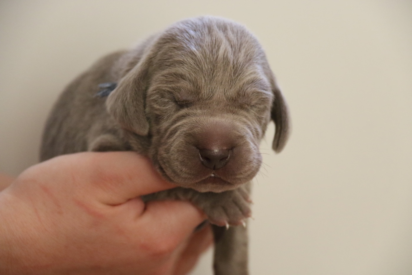 de la Vallee des Elfes Gris - Chiots disponibles - Braque de Weimar