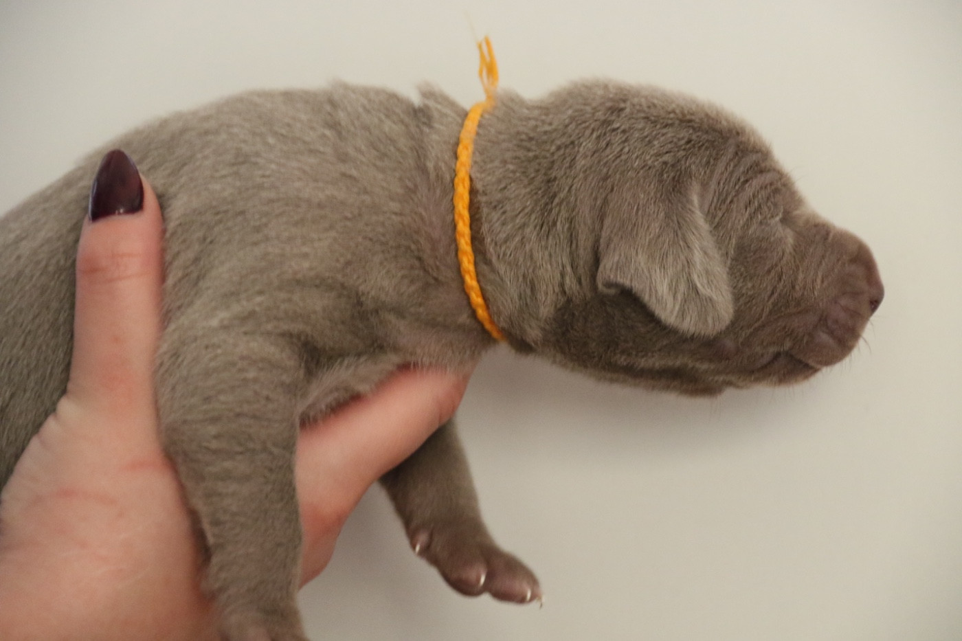 de la Vallee des Elfes Gris - Chiots disponibles - Braque de Weimar