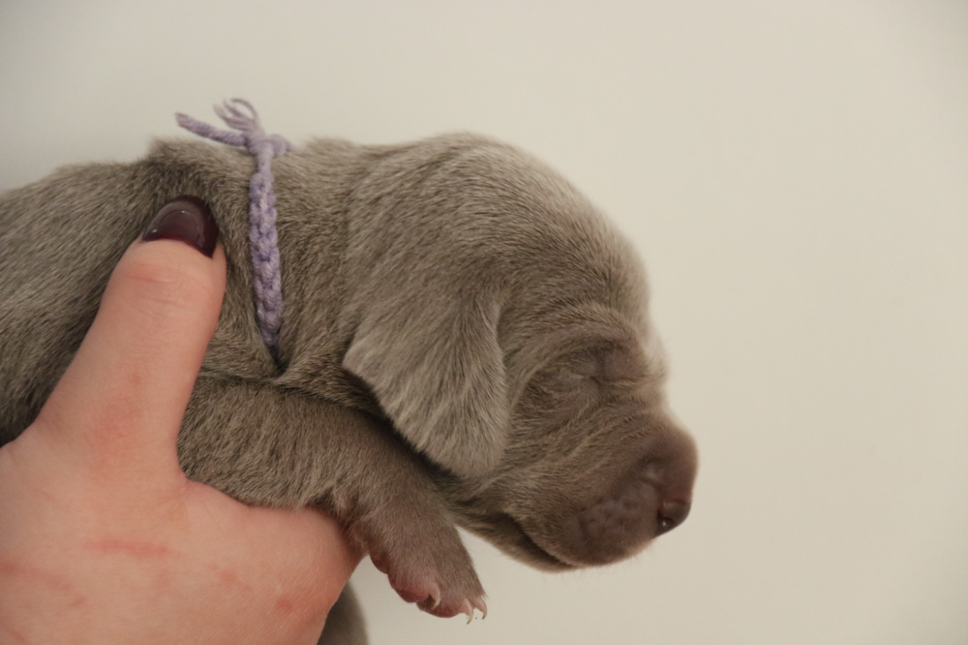 de la Vallee des Elfes Gris - Chiots disponibles - Braque de Weimar
