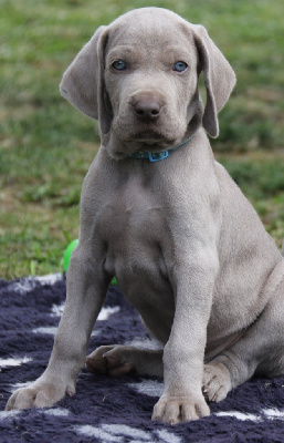 CHIOT
