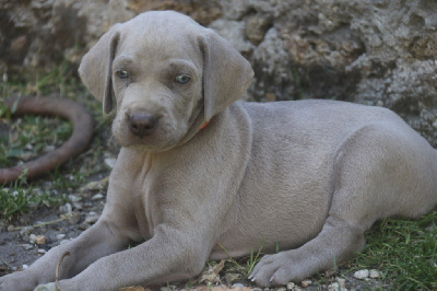 CHIOT